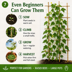 🍉The Tiny “Watermelon” Everyone Will Ask About Easy-to-Grow Cucamelon Seeds for Pots, Patios & Gardens-Lynn