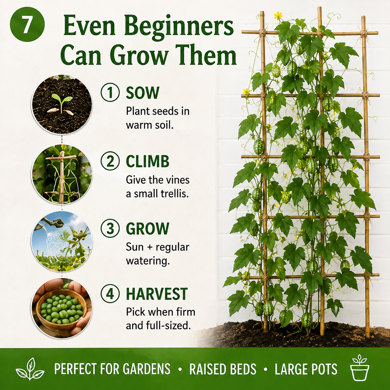 🍉The Tiny “Watermelon” Everyone Will Ask About Easy-to-Grow Cucamelon Seeds for Pots, Patios & Gardens-Lynn