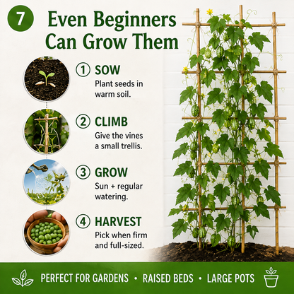🍉The Tiny “Watermelon” Everyone Will Ask About Easy-to-Grow Cucamelon Seeds for Pots, Patios & Gardens-Lynn