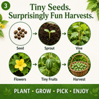 🍉The Tiny “Watermelon” Everyone Will Ask About Easy-to-Grow Cucamelon Seeds for Pots, Patios & Gardens-Lynn